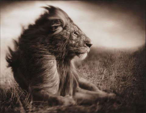 
    
            
                    Nick Brandt - Lion Before Storm II, Stitting Profile, Massai Mara
                
        
